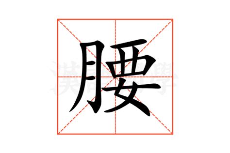 腰的造詞|腰的意思，腰字的意思